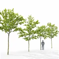 Modern gardening sketch tree elm 3d model