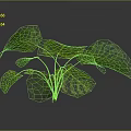 Monstera Plant With Large Green Perforated Leaves Isolated On Dark Background