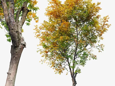 landscape trees ash trees big trees plants 3d model