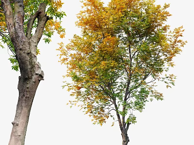 Tall Slender Arbor Tree With Rough Trunk And Yellow Green Leaves 3d model