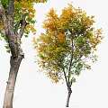 Tall Slender Arbor Tree With Rough Trunk And Yellow Green Leaves