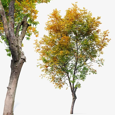Tall Slender Arbor Tree With Rough Trunk And Yellow Green Leaves 3d model Tall Slender Arbor Tree With Rough Trunk And Yellow Green Leaves 3d model