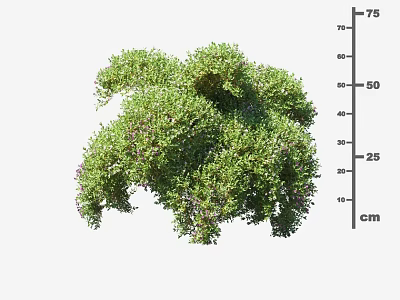 Lush Green Arbor With 75 cm Height Measurement Dense Foliage And Natural Growth 3d model
