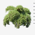 Lush Green Arbor With 75 cm Height Measurement Dense Foliage And Natural Growth