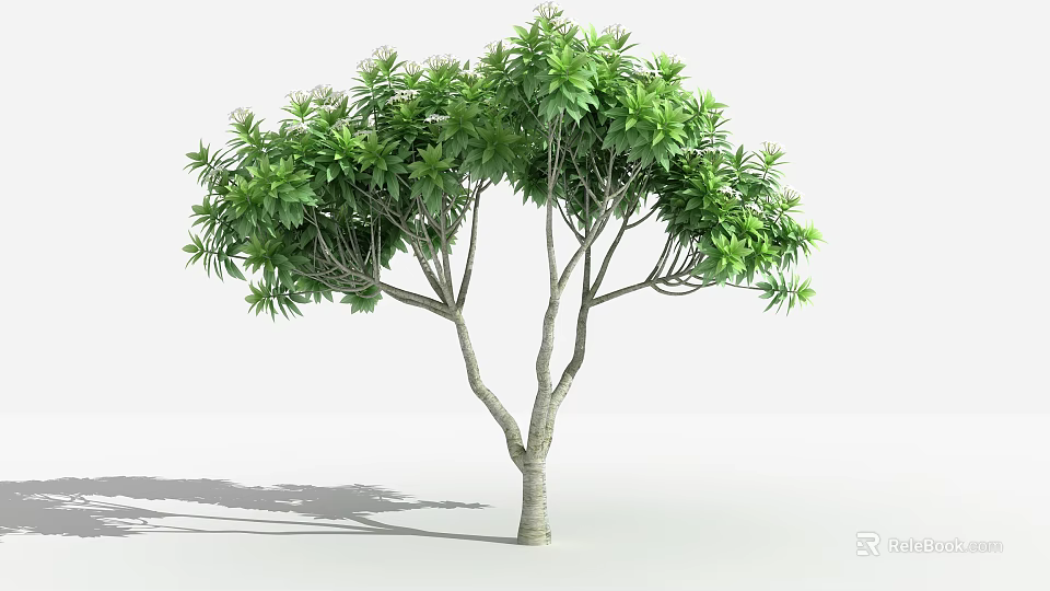 Healthy Tall Lush Green Arbor With Dense Foliage And Multiple Branches 3d model 