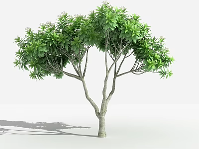 Healthy Tall Lush Green Arbor With Dense Foliage And Multiple Branches 3d model