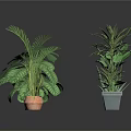 Variety of Potted Indoor Plants with Different Leaf Shapes and Decorative Pots