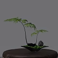 Bonsai Plant with Two Stems Green Fern Fronds Black Pot Decorative Stones and Moss
