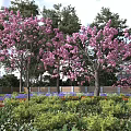 Beautiful Flowering Trees With Pink Blossoms In Garden Landscape With Green Plants