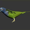 Colorful Parrot Flying with Vibrant Green Wings and Blue Head Against Gray Background