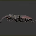 Modern beetle dung beetle chafer 3d model
