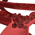 Human Circulatory Tissue System With Blood Vessels And Red Blood Cells