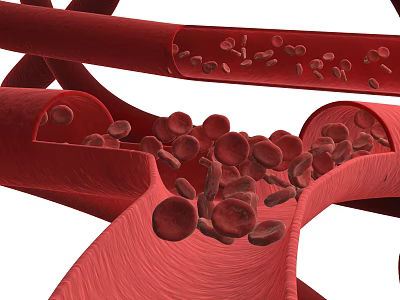 Human Circulatory Tissue System With Blood Vessels And Red Blood Cells 3d model