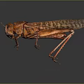 Reddish Brown Locust with Textured Wings Long Legs and Antennae on Dark Background 3d model