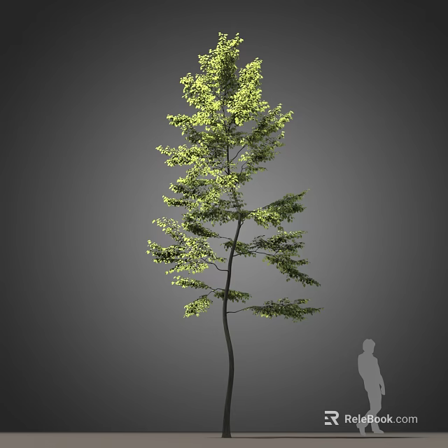 Tall Arbor Tree With Green Foliage And Slender Trunk Against Gray Background With Human Silhouette 3d model 