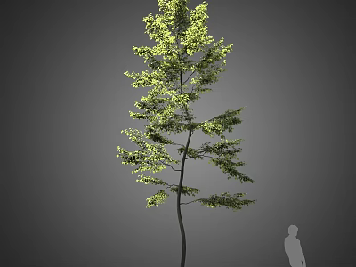 Tall Arbor Tree With Green Foliage And Slender Trunk Against Gray Background With Human Silhouette 3d model