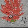 Tall Red Leaf Tree With Circular Green Area And 4.8m Height On Square Tiled Ground