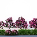 Plant group camellia tree modeling flowering tree shrub hedge 3d model