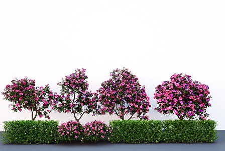 Plant group camellia tree modeling flowering tree shrub hedge 3d model