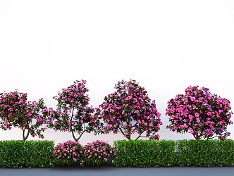 Plant group camellia tree modeling flowering tree shrub hedge 3d model