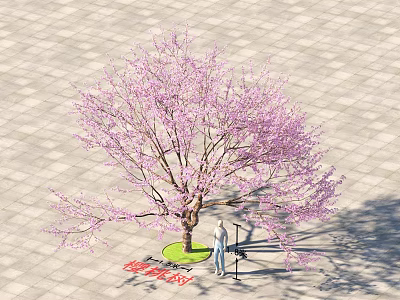 Tree with Pink Blossoms on Green Lawn and Paved Ground with Person Standing Underneath 3d model