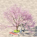 Tree with Pink Blossoms on Green Lawn and Paved Ground with Person Standing Underneath