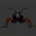 Brown and Black Cockroach With Long Antennae and Legs on Gray Background