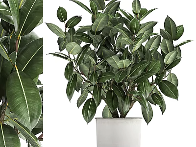 Potted Indoor Tree With Lush Green Foliage In White Decorative Pot 3d model