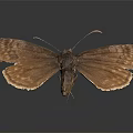 Brown Butterfly Showing Spread Wings On Gray Gradient Background With Reflection 3d model
