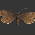 Modern Butterfly Moth Color Butterfly Tiger Spot Butterfly 3d model