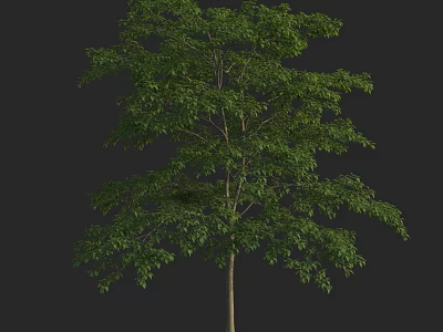 Lush Green Arbor Featuring Dense Foliage And Straight Trunk In Natural Form 3d model