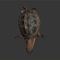 Alligator Snapping Turtle With Dark Textured Shell And Brown Head On Gray Background