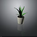 Green Aloe Vera Plant in White Ceramic Pot for Indoor Home Decoration