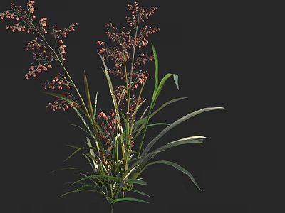 Beautiful Plant With Pink Flowers And Long Green Leaves On Black Background 3d model