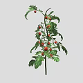 Healthy Tomato Plant With Green Leaves And Ripe Red Fruits Growing Well