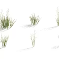 Different Green Grass Plants with Various Growth Forms on White Background and Natural Shadows