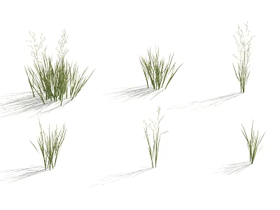 Different Green Grass Plants with Various Growth Forms on White Background and Natural Shadows 3d model