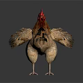 Brown And Beige Chicken With Red Comb Standing On Black Background