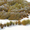 Natural Green And Brown Grass Plants With Frost Covered Blades In Winter Snowy Field