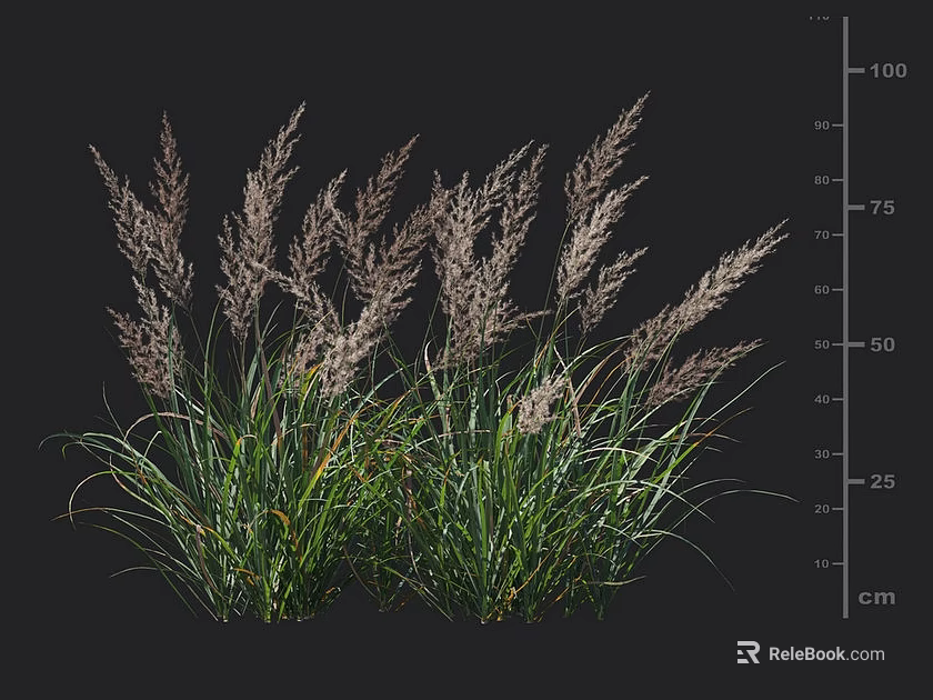 Tall Ornamental Grass With Green Foliage And Silver Grey Plumes For Garden Landscaping 3d model 