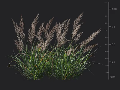 Tall Ornamental Grass With Green Foliage And Silver Grey Plumes For Garden Landscaping 3d model