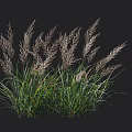 Tall Ornamental Grass With Green Foliage And Silver Grey Plumes For Garden Landscaping