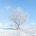 Snow Covered Shrub in Winter Scene with Blue Sky White Clouds and Snowy Ground