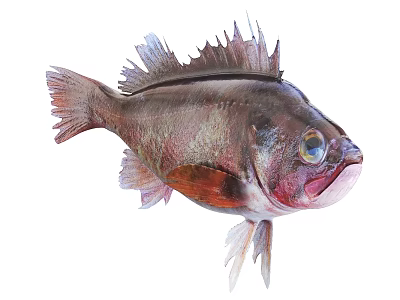 Vibrant Aquatic Fish With Red Gray Body Large Eyes And Sharp Fins 3d model