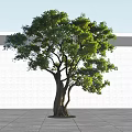Lush Green Arbor With Thick Trunk And Dense Foliage Against Light Wall And Ground
