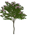 Beautiful Arbor With Green Leaves And Pink Flowers In Full Bloom