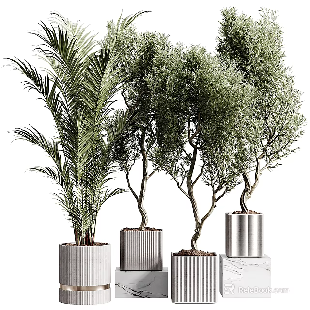 Potted Plants Featuring Palm And Olive Trees In Modern Textured Pots For Indoor Decor 3d model 