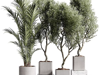 Potted Plants Featuring Palm And Olive Trees In Modern Textured Pots For Indoor Decor 3d model