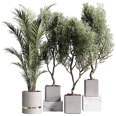 Potted Plants Featuring Palm And Olive Trees In Modern Textured Pots For Indoor Decor 3d model