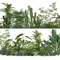 Diverse Tropical Plant Collection With Palms Cacti Ferns And Large Leaf Greenery